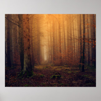Affiche Forêt