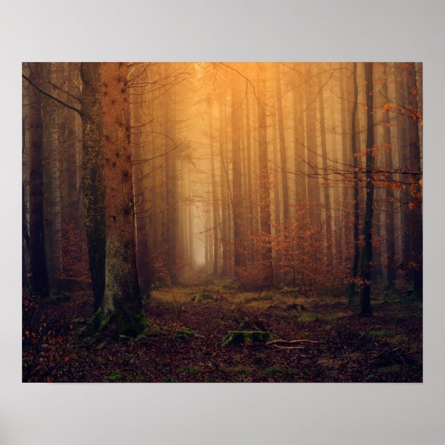 Affiche Forêt (Devant)