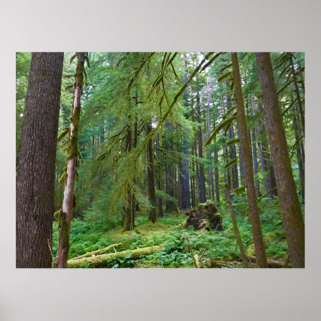 Affiche Forêt ancienne (Devant)