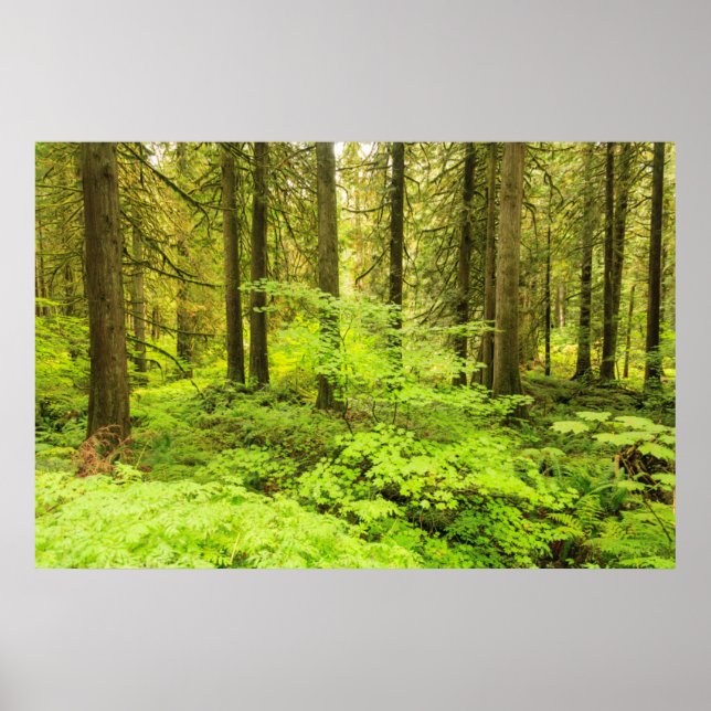 Affiche forêt ancienne à la forêt des Patriarches (Devant)