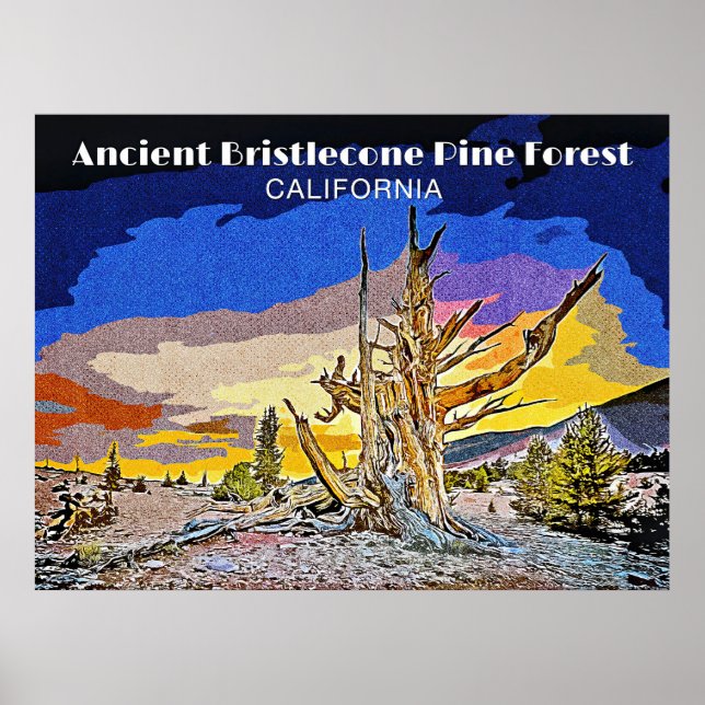 Affiche Forêt ancienne de pins à Bristlecone, Californie (Devant)