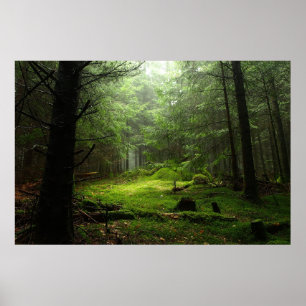 Affiche Forêt   Auvergne France