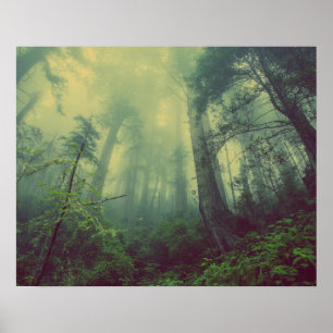 Affiche Forêt brumeuse