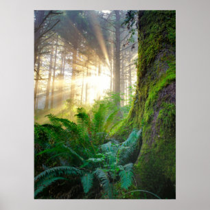 Affiche Forêt côtière du Pacifique, Oregon