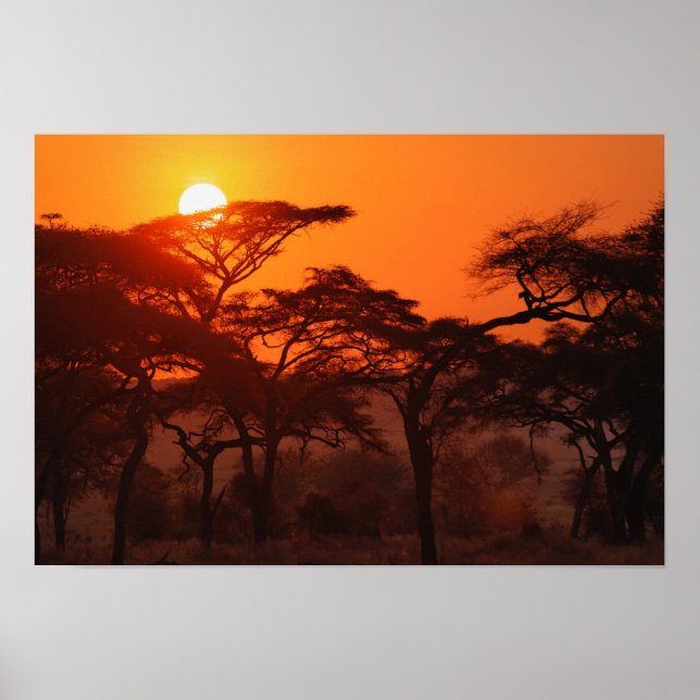 Affiche Forêt d'Acacia au coucher du soleil, Tarangire (Devant)