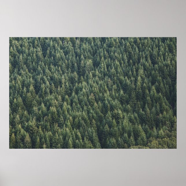 AFFICHE FORÊT D'ARBRE DE PINS (Devant)
