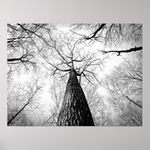 Affiche Forêt d'arbres d'automne noir et blanc