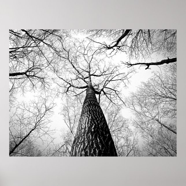 Affiche Forêt d'arbres d'automne noir et blanc (Devant)