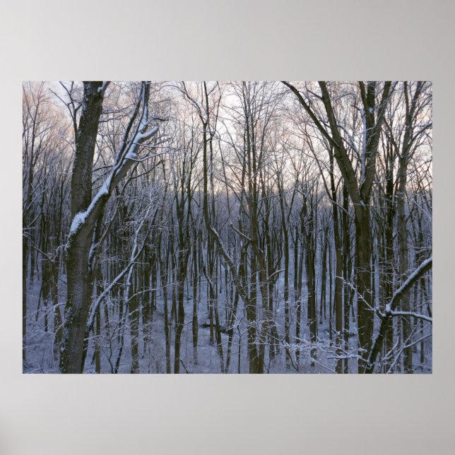 Affiche Forêt d'arbres enneigés (Devant)