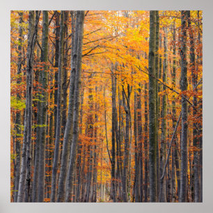 Affiche Forêt d'automne d'or étonnante
