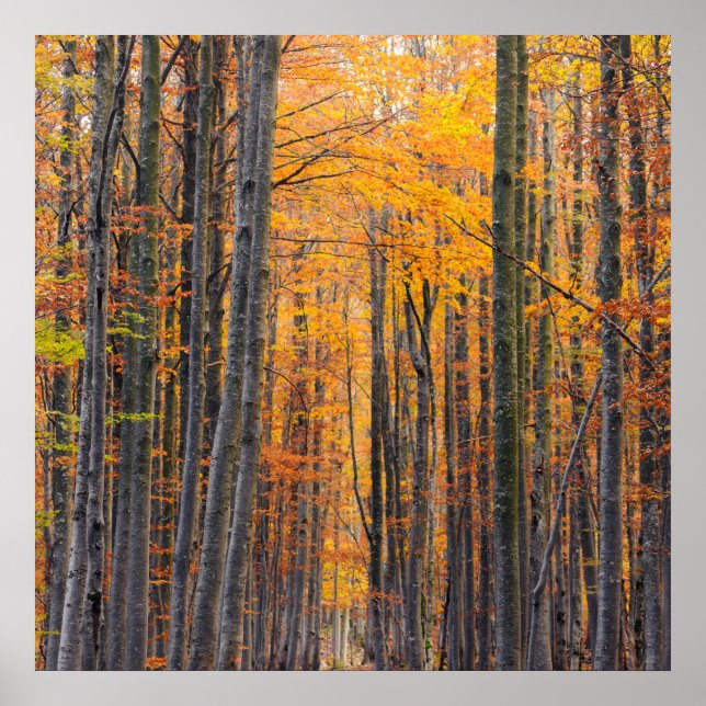 Affiche Forêt d'automne d'or étonnante (Devant)