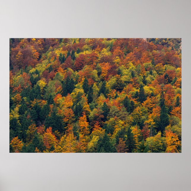 Affiche Forêt d'automne étonnante (Devant)