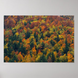 Affiche Forêt d'automne étonnante