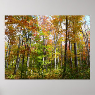 Affiche Forêt d'automne I Photographie de paysage automnal