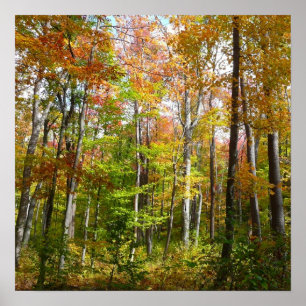 Affiche Forêt d'automne I Photographie de paysage automnal