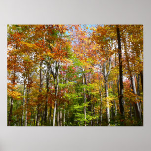 Affiche Forêt d'automne II Photographie de paysage automna