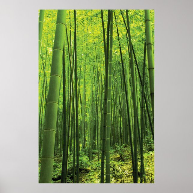 Affiche Forêt de bambou - Art zen (pièce 2 de 3) (Devant)