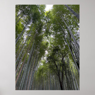 Affiche Forêt de bambou - Kyoto