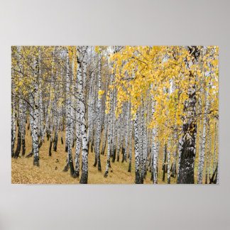Affiche forêt de bouleaux d'automne