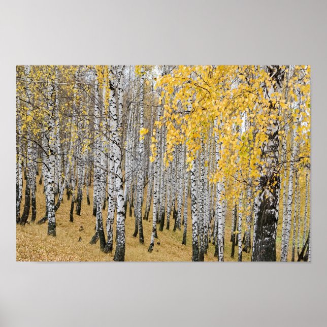 Affiche forêt de bouleaux d'automne (Devant)