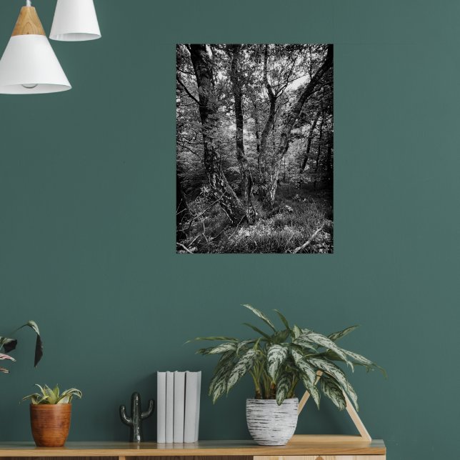 Affiche forêt de bouleaux noir et blanc (Salon 1)