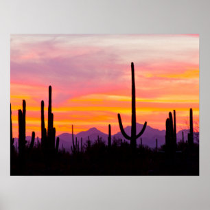 Affiche Forêt de Cactus du Saguaro au coucher du soleil