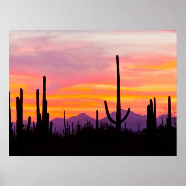 Affiche Forêt de Cactus du Saguaro au coucher du soleil (Devant)