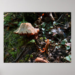 Affiche Forêt de champignons