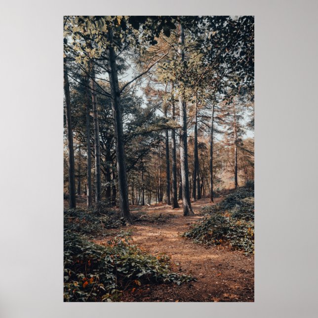 Affiche Forêt de détente pittoresque (Devant)