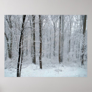 Affiche Forêt de peupliers blanche enneigée