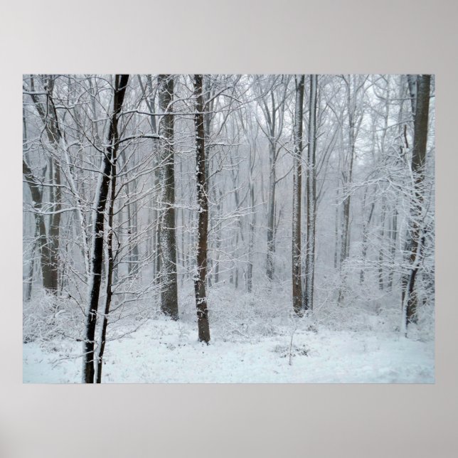 Affiche Forêt de peupliers blanche enneigée (Devant)