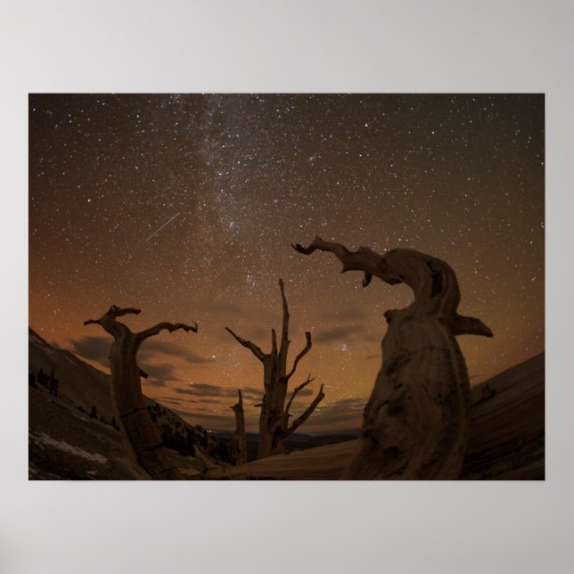 Affiche Forêt de pins à bristlecone anciens | Californie (Devant)