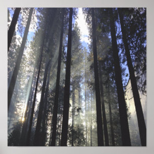 Affiche Forêt De Pins Avec La Nature Solaire