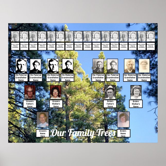 Affiche Forêt de pins Photo Deux arbres familiaux (Devant)