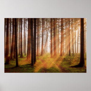 Affiche Forêt de rayon