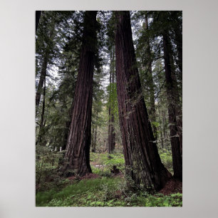 Affiche Forêt de séquoias