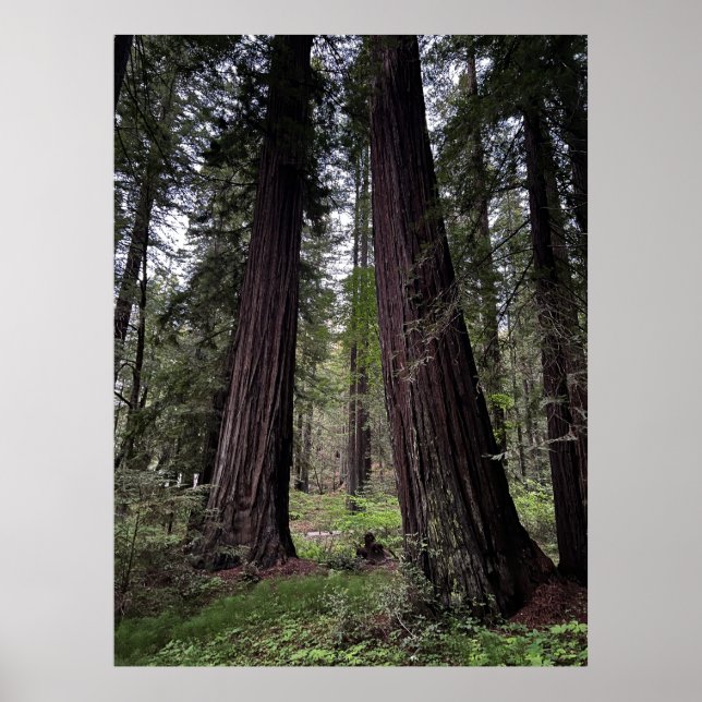 Affiche Forêt de séquoias (Devant)