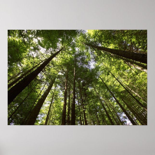 Affiche Forêt de séquoias, Rotorua, Nouvelle-Zélande (Devant)