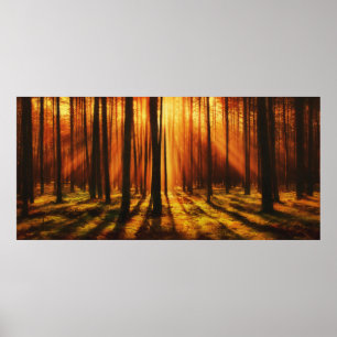 Affiche Forêt de Sunrise