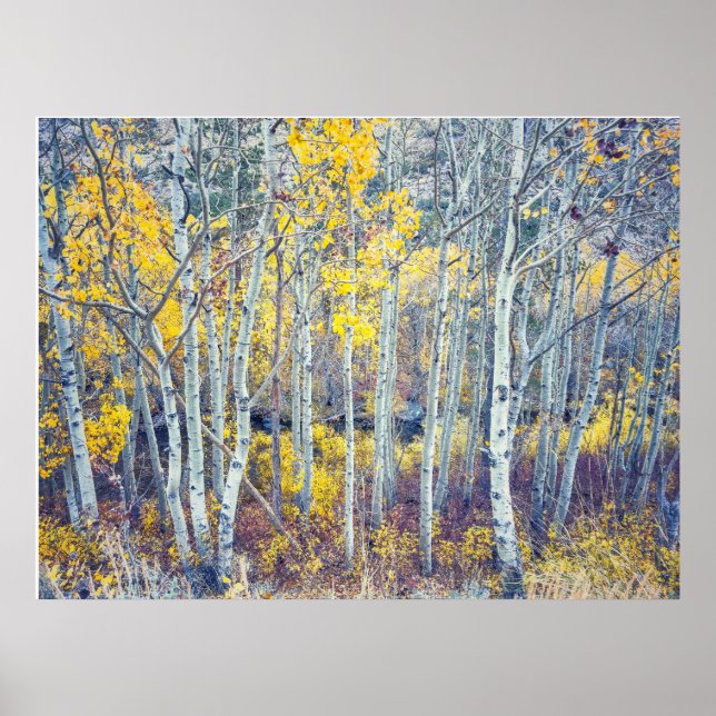 Affiche Forêt de trembles en automne (Devant)
