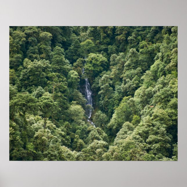 Affiche Forêt d'Himalaya dans la vallée de Mangdue, Bhouta (Devant)