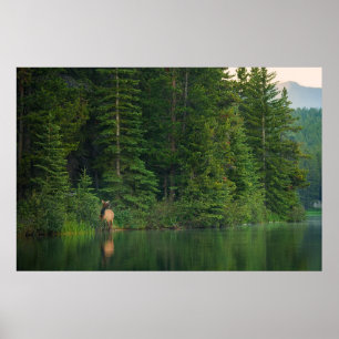 Affiche Forêt   Elk au parc national Banff Alberta