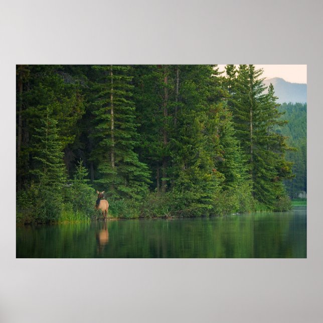 Affiche Forêt | Elk au parc national Banff Alberta (Devant)