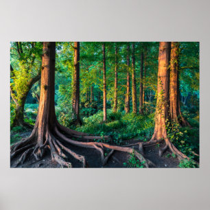 Affiche Forêt en été