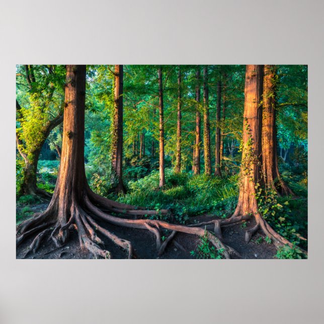 Affiche Forêt en été (Devant)