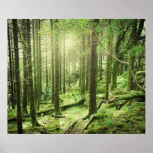 Affiche Forêt en parc national   Kerry, Irlande de