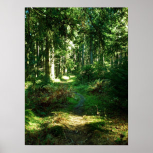 Affiche forêt enchanteresse