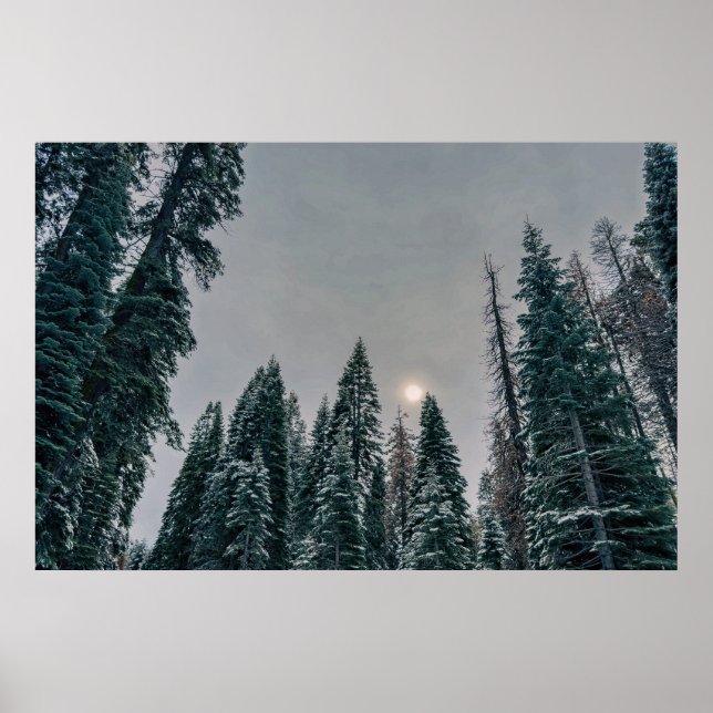Affiche Forêt enneigée sereine et soleil (Devant)