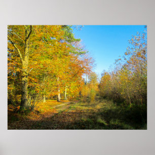 Affiche Forêt ensoleillée d'automne - Personnalisé