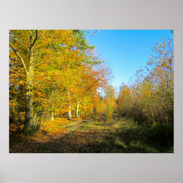 Affiche Forêt ensoleillée d'automne - Personnalisé (Devant)